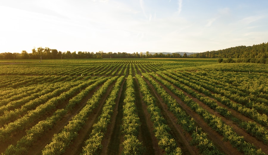 Sensor-ready field rows